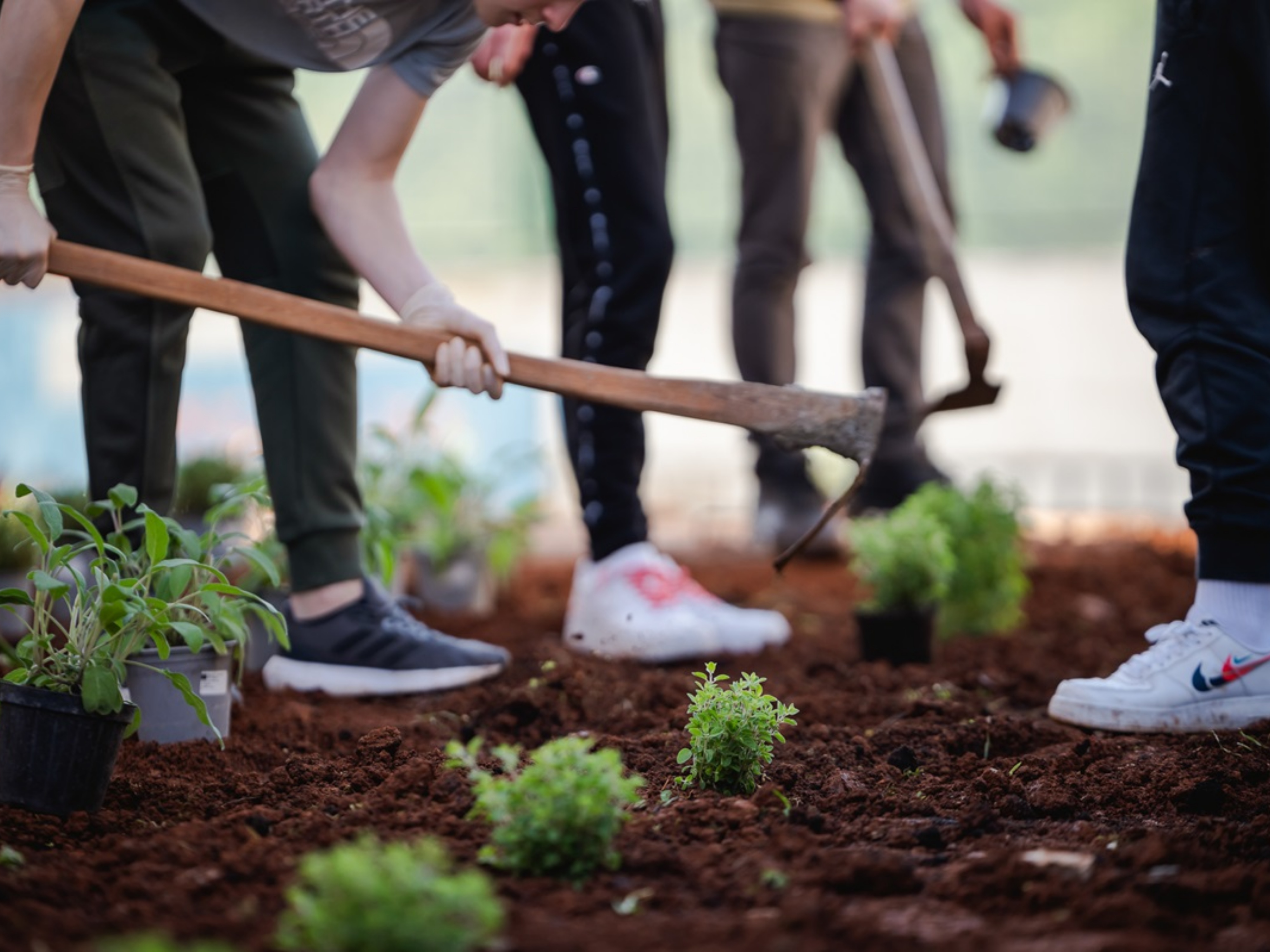 Osnovnoškolci iz Višnjana zasadili aromatični vrt s autohtonim biljem